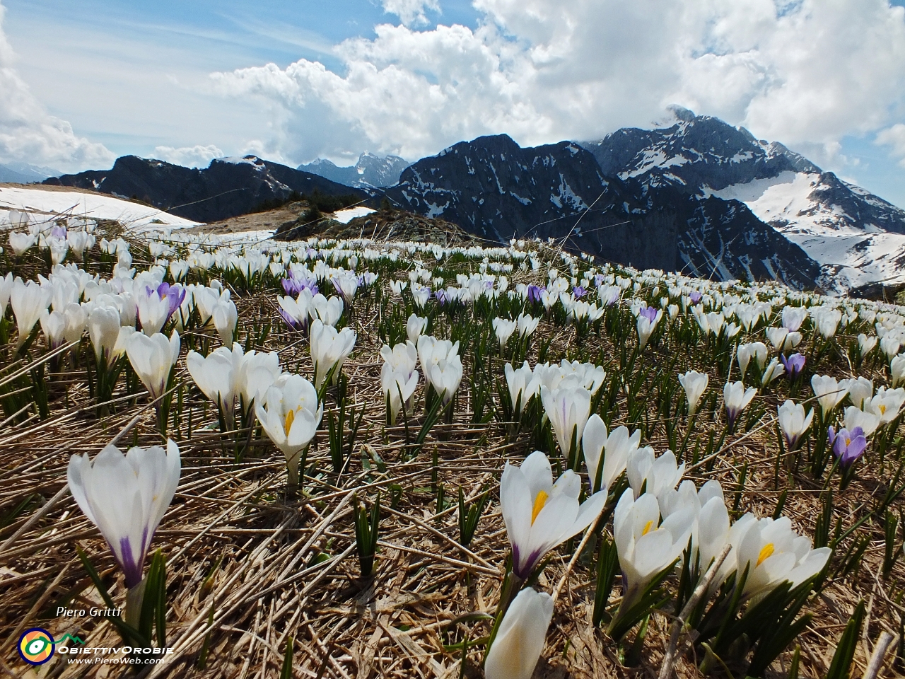 33 Crocus con Branchino ed Arera....JPG